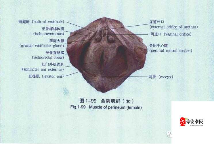 女性外阴真实标本解析:解剖结构与生理功能的详细图文指南